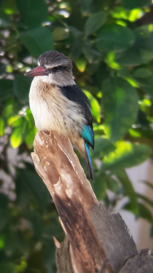kingfisher bird nature