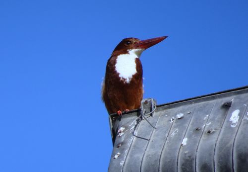 kingfisher bird white-throated