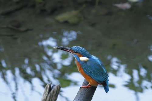 kingfisher bird wild