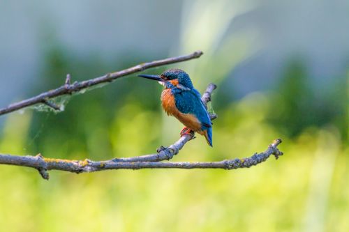 kingfisher bird colorful