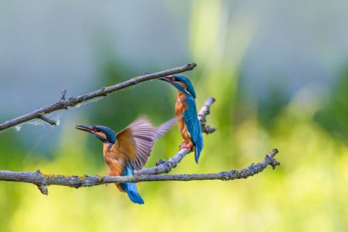 kingfisher bird colorful
