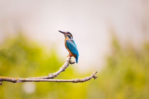 kingfisher nature branch