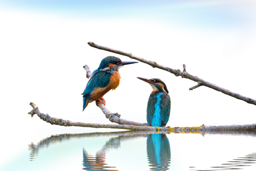 kingfisher landscape isolated