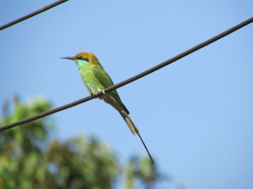 kingfisher bird alcedo atthis