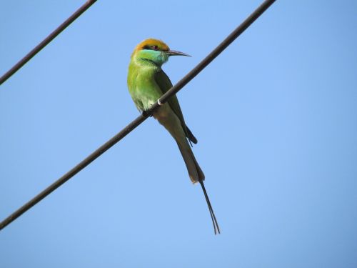 kingfisher bird alcedo atthis