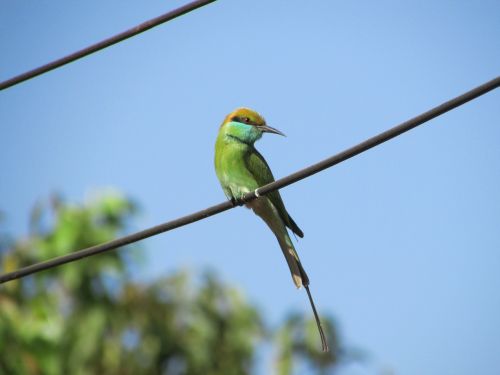 kingfisher bird alcedo atthis