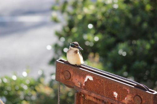 kingfisher bird kingfisher bird