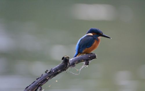 kingfisher nature water birds