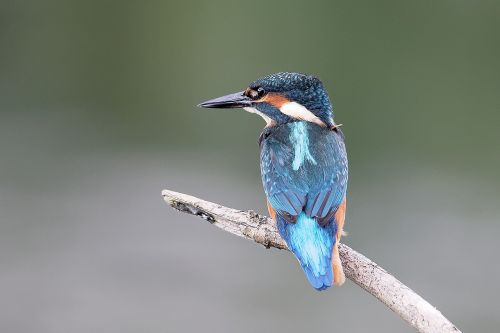 kingfisher fishing fish