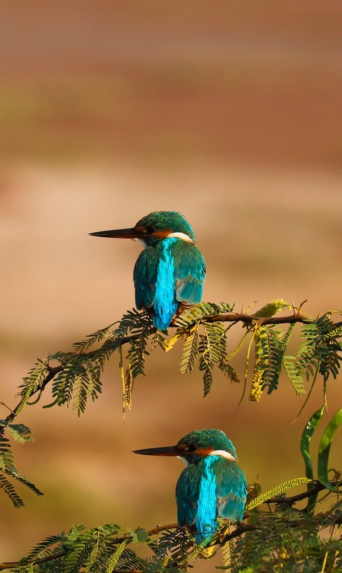 kingfisher  bird  nature