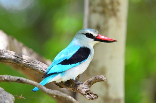 kingfisher  bird  nature