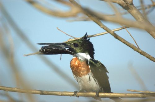 kingfisher llanos bird
