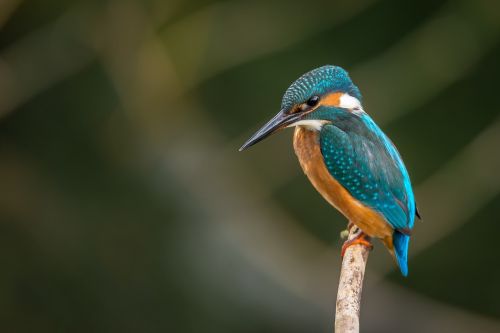 kingfisher bird animal