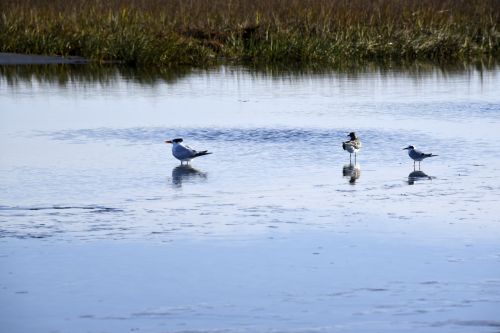 Kingfisher N Wetlands