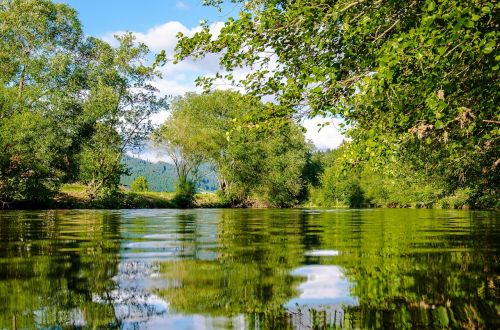 kinzig shore trees mirroring