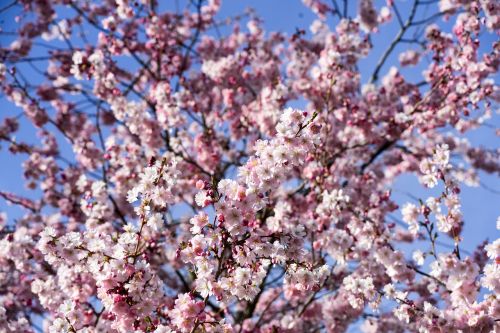 kirch blossoms flowers pink