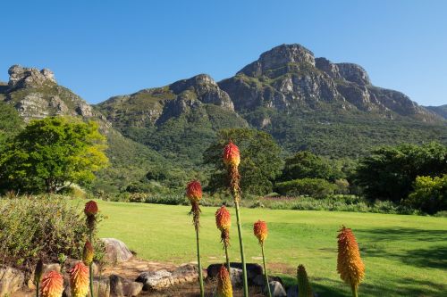 kirstenbosch botanical garden landscape mountain