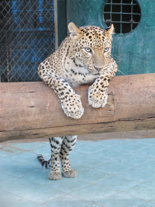 kisa leopard zoo