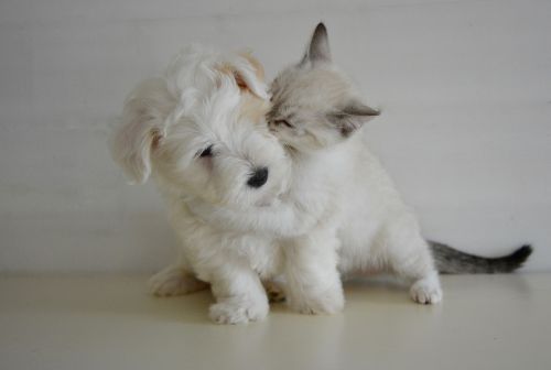 kiss kisses puppy kitten