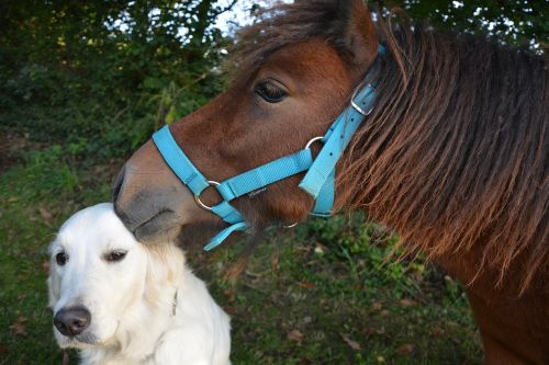 kiss shetland pony dog golden retriever