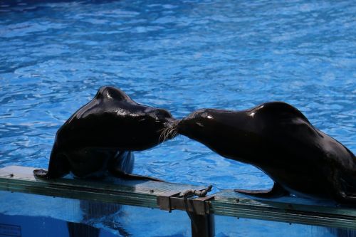 sea ​​lion kiss love