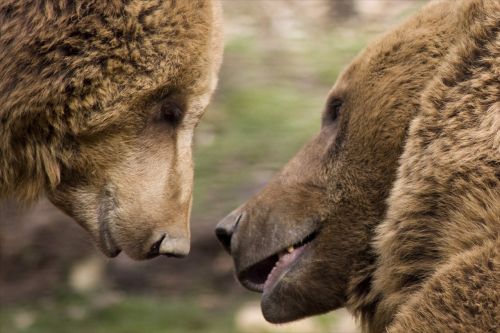 kisses friendship bear