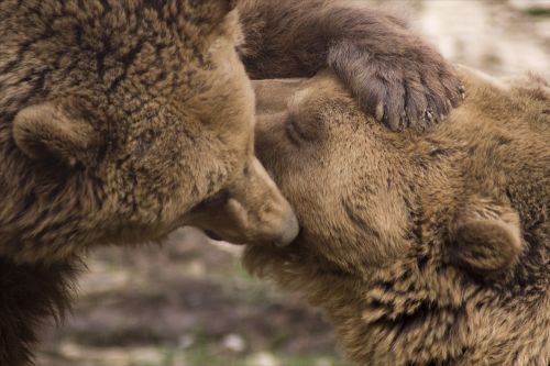 kisses friendship bear