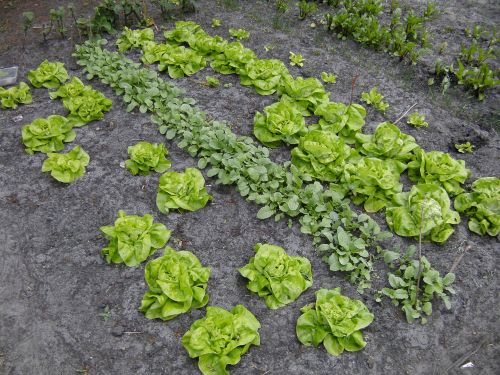kitchen garden vegetable lettuce