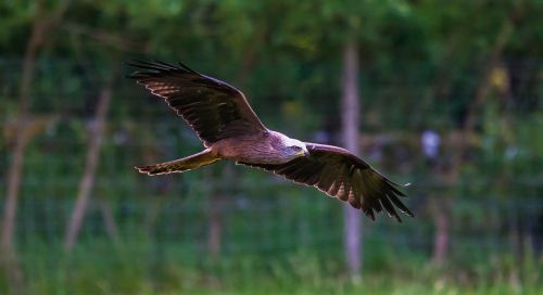kite prey raptor