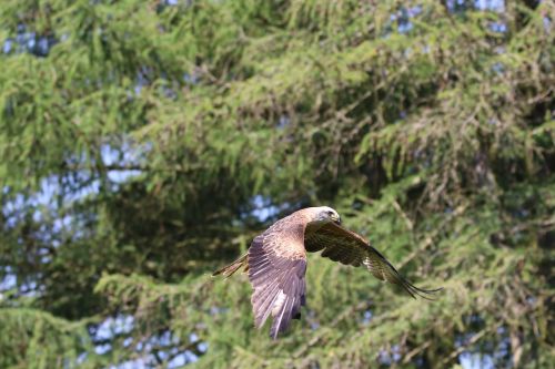 kite bird raptor
