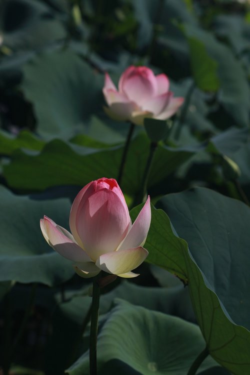 kite  lotus  peaks