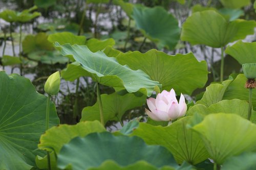 kite  lotus  nature