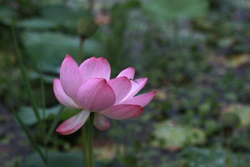 kite  lotus  water lilies