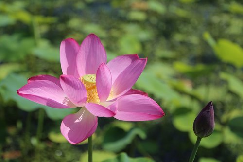 kite  lotus  water lilies