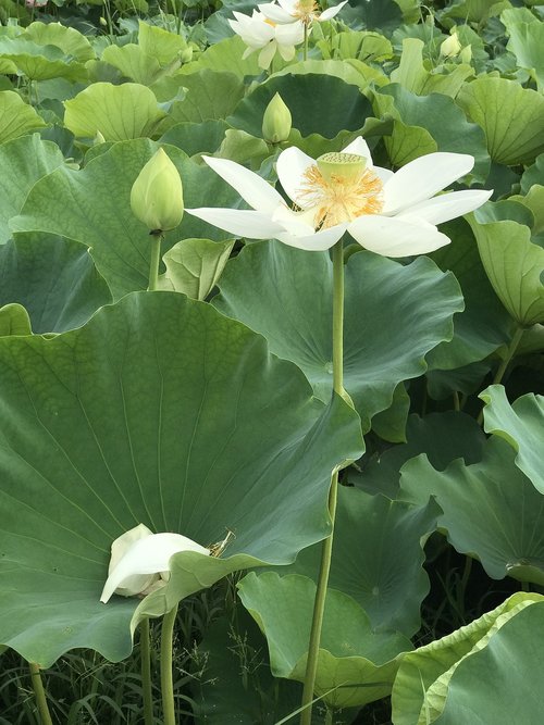 kite  lotus  lotus leaf