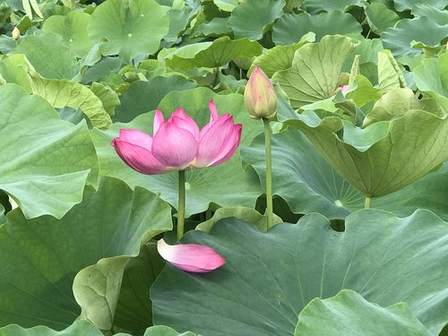 kite  lotus  lotus leaf