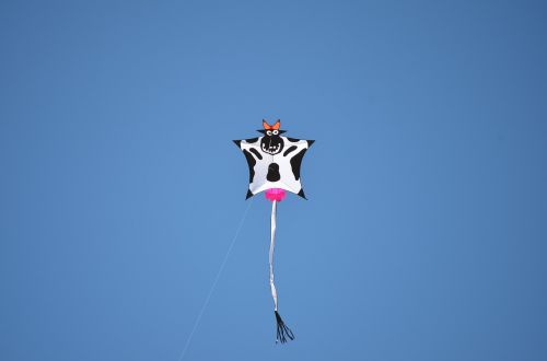 kite cow animal