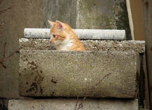 kitten hiding place stone