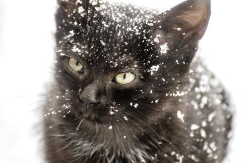 kitten snow cat