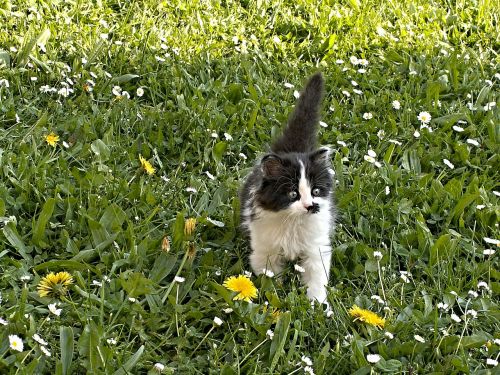 kitten black and white mammal