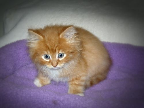 kitten baby cat