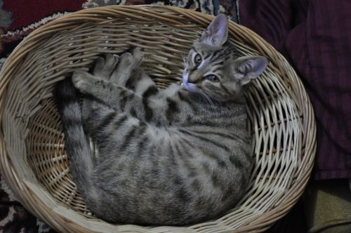 kitten basket cat