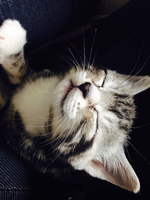 kitten sleepy cute