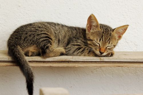 kitten sleeping cute