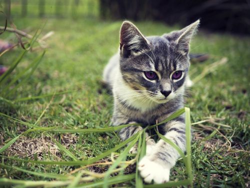 kitten cat grass