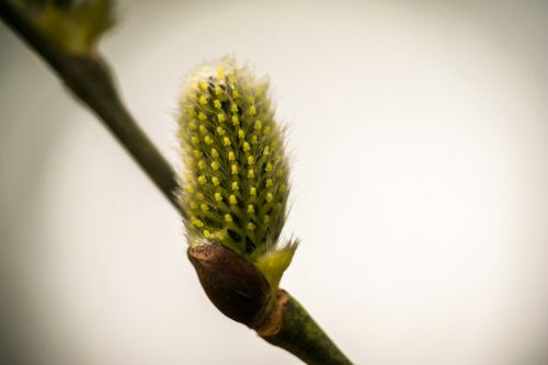 kitten willow catkin pasture