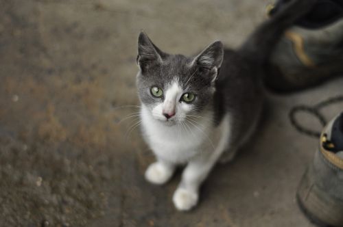 kitten cat gray