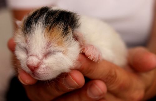 kitten babies eyes closed