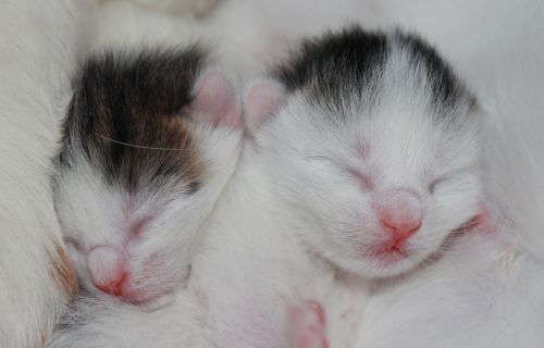 kitten babies white