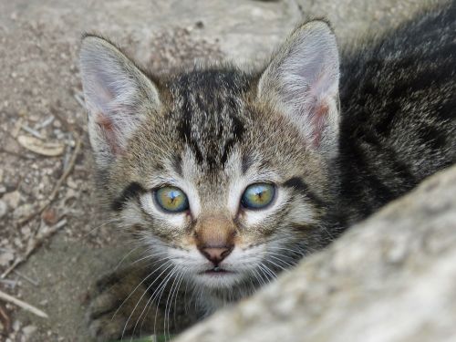 kitten puppy beauty